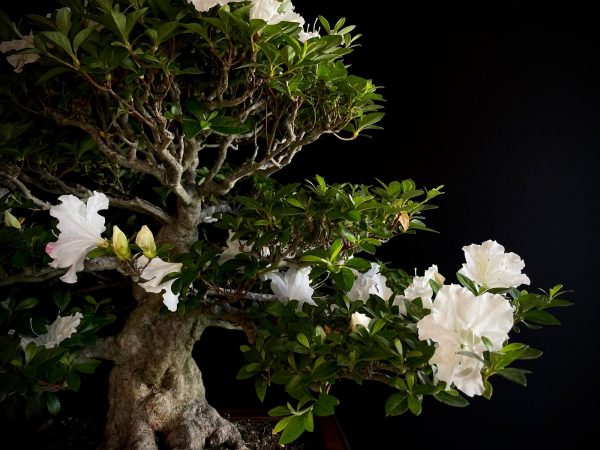 25I-IU-03 RHODODENDRON INDICUM EIKAN