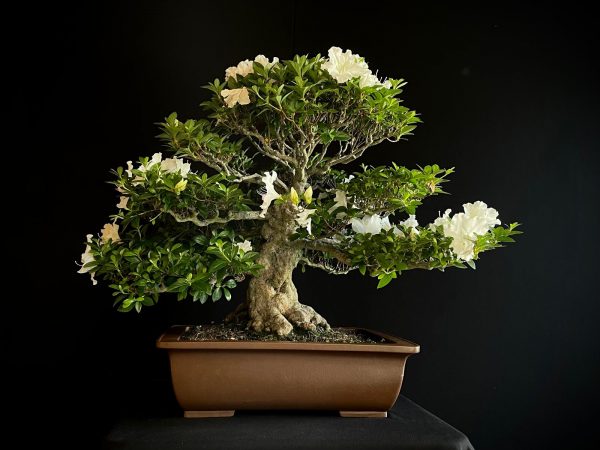 25I-IU-03 RHODODENDRON INDICUM EIKAN