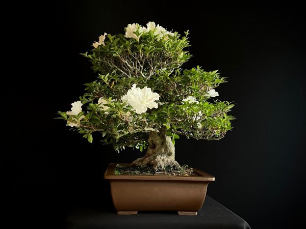 25I-IU-03 RHODODENDRON INDICUM EIKAN