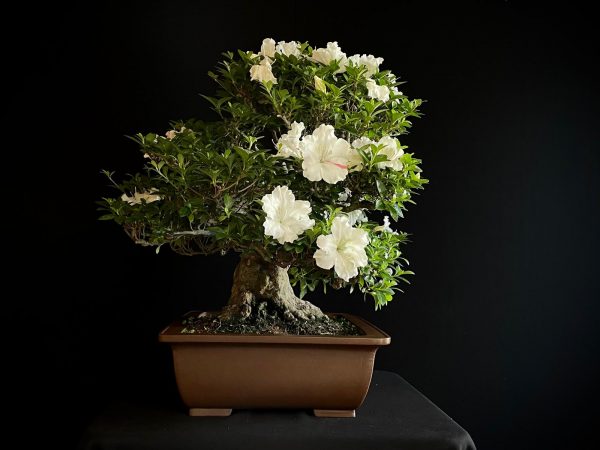 25I-IU-03 RHODODENDRON INDICUM EIKAN