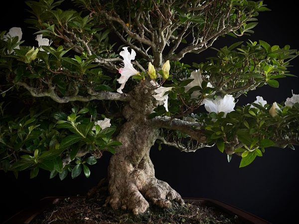 25I-IU-03 RHODODENDRON INDICUM EIKAN