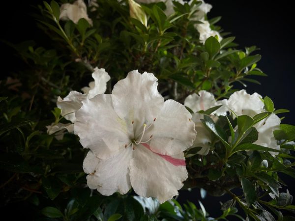 25I-IU-03 RHODODENDRON INDICUM EIKAN