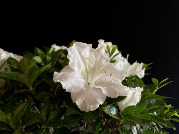 25I-IU-03 RHODODENDRON INDICUM EIKAN