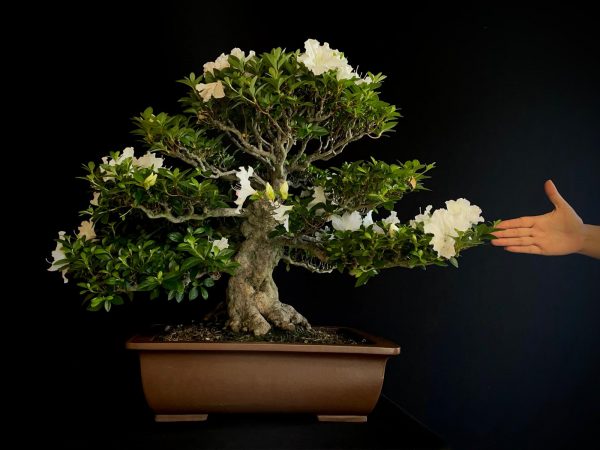 25I-IU-03 RHODODENDRON INDICUM EIKAN