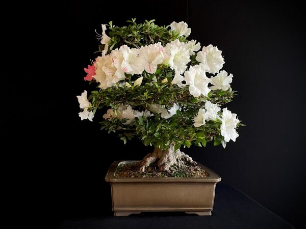 25I-IU-04 RHODODENDRON INDICUM KAHO