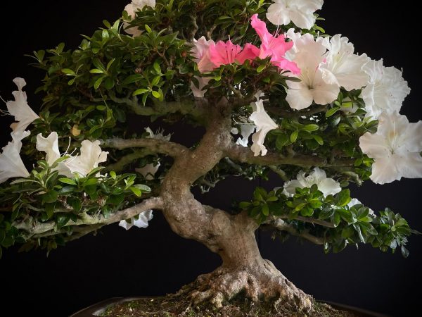 25I-IU-04 RHODODENDRON INDICUM KAHO