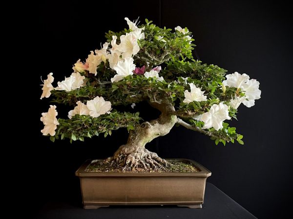 25I-IU-04 RHODODENDRON INDICUM KAHO