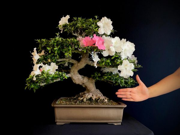 25I-IU-04 RHODODENDRON INDICUM KAHO