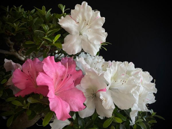 25I-IU-04 RHODODENDRON INDICUM KAHO