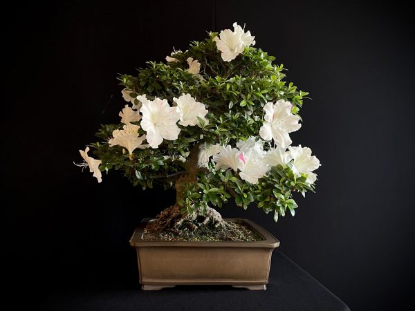 25I-IU-04 RHODODENDRON INDICUM KAHO
