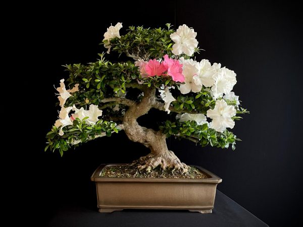 25I-IU-04 RHODODENDRON INDICUM KAHO