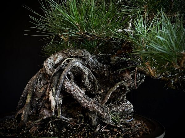 25I-IU-06 PINUS THUNBERGII