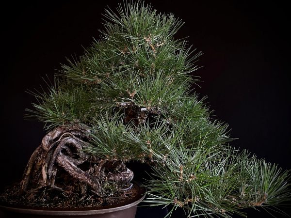25I-IU-06 PINUS THUNBERGII
