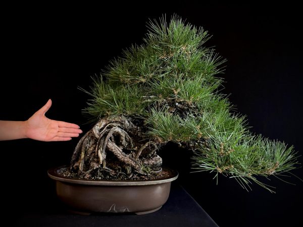 25I-IU-06 PINUS THUNBERGII