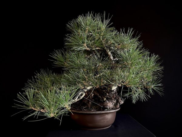 25I-IU-06 PINUS THUNBERGII