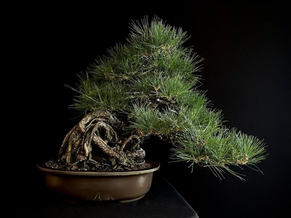 25I-IU-06 PINUS THUNBERGII