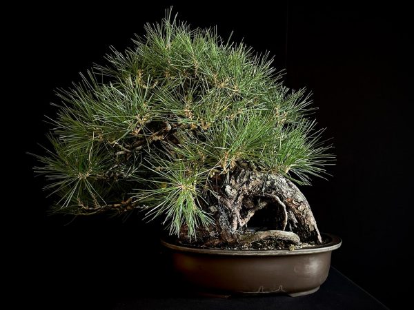 25I-IU-06 PINUS THUNBERGII
