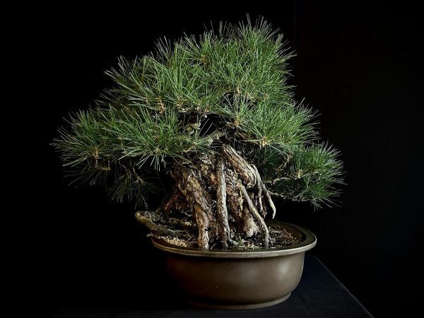 25I-IU-06 PINUS THUNBERGII