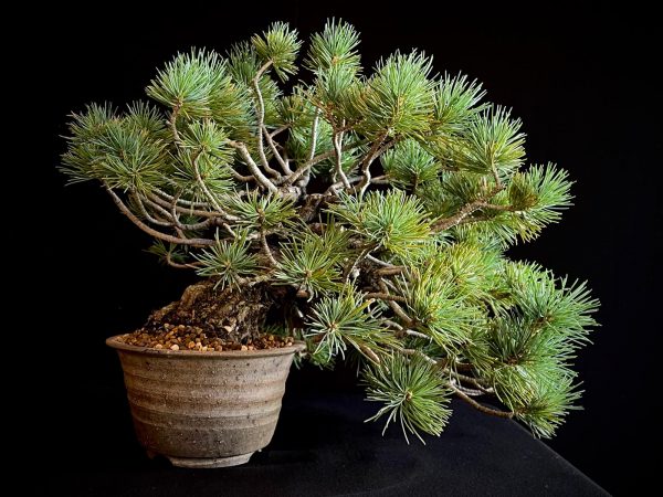 25I-IU-07 PINUS PENTAPHILLA
