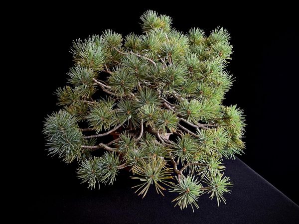 25I-IU-07 PINUS PENTAPHILLA