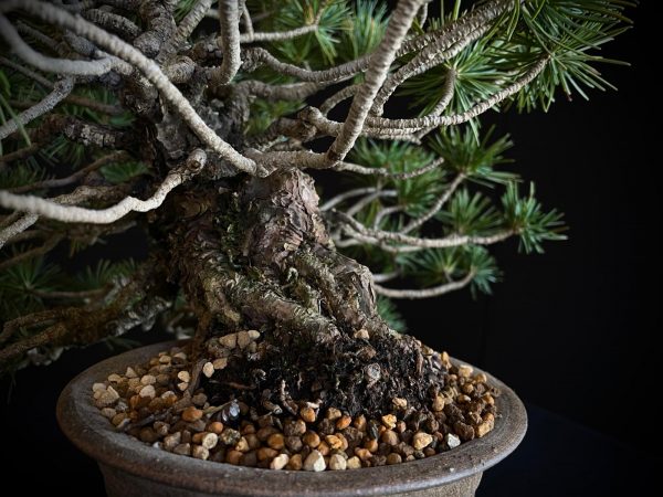 25I-IU-07 PINUS PENTAPHILLA