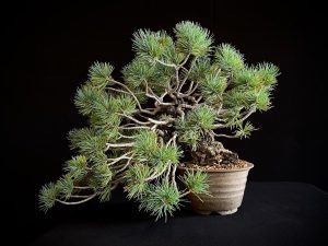 25I-IU-07 PINUS PENTAPHILLA