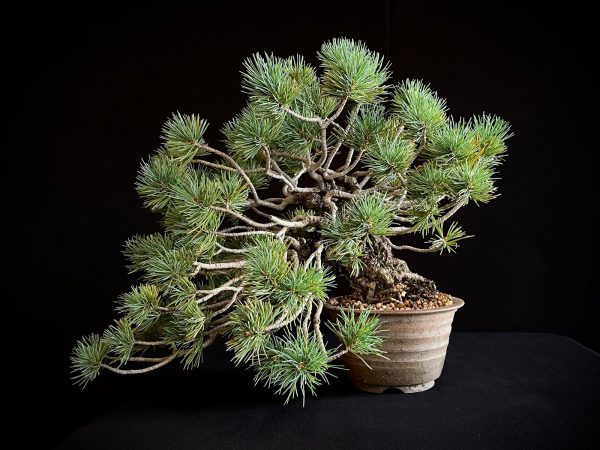 25I-IU-07 PINUS PENTAPHILLA
