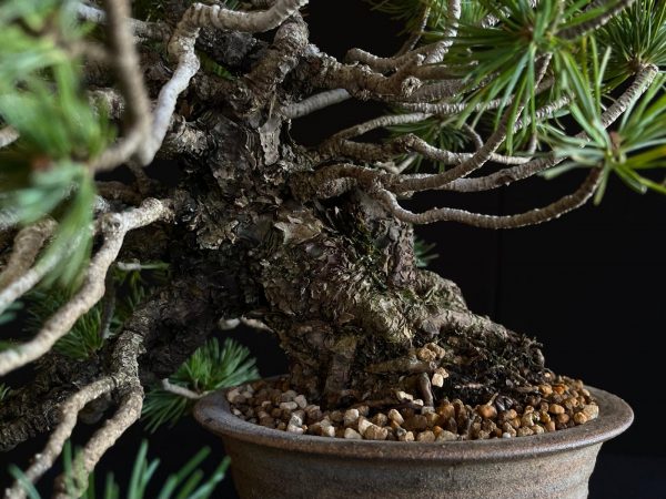 25I-IU-07 PINUS PENTAPHILLA