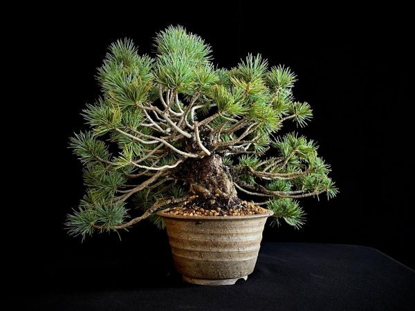25I-IU-07 PINUS PENTAPHILLA