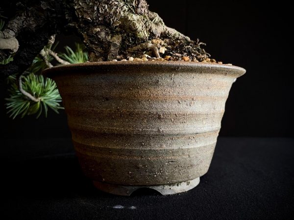 25I-IU-07 PINUS PENTAPHILLA