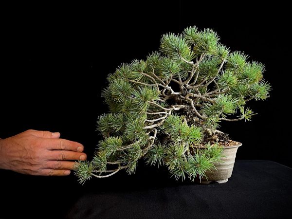 25I-IU-07 PINUS PENTAPHILLA