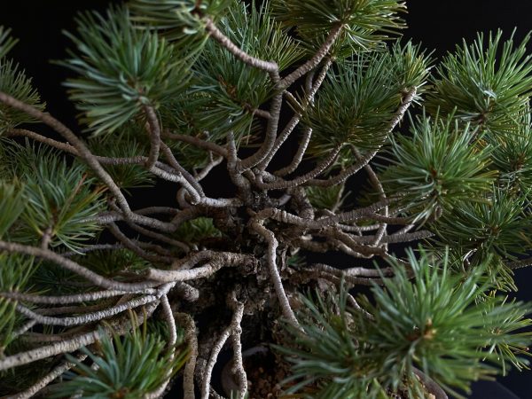 25I-IU-07 PINUS PENTAPHILLA
