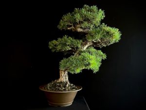 25I-IU-10 PINUS PENTAPHYLLA NASU
