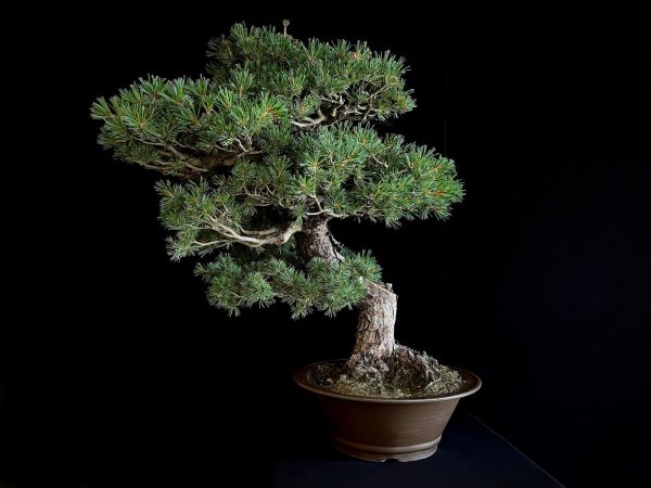 25I-IU-10 PINUS PENTAPHYLLA NASU