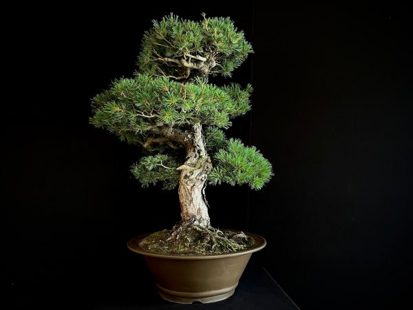 25I-IU-10 PINUS PENTAPHYLLA NASU