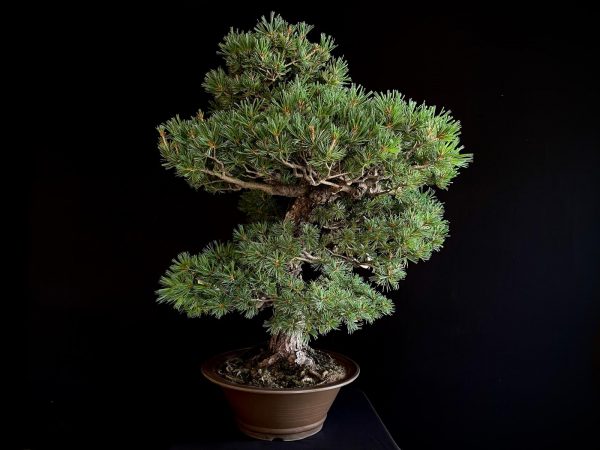 25I-IU-10 PINUS PENTAPHYLLA NASU