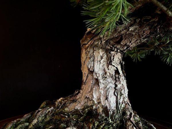 25I-IU-10 PINUS PENTAPHYLLA NASU