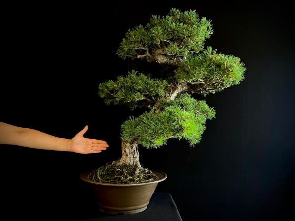 25I-IU-10 PINUS PENTAPHYLLA NASU