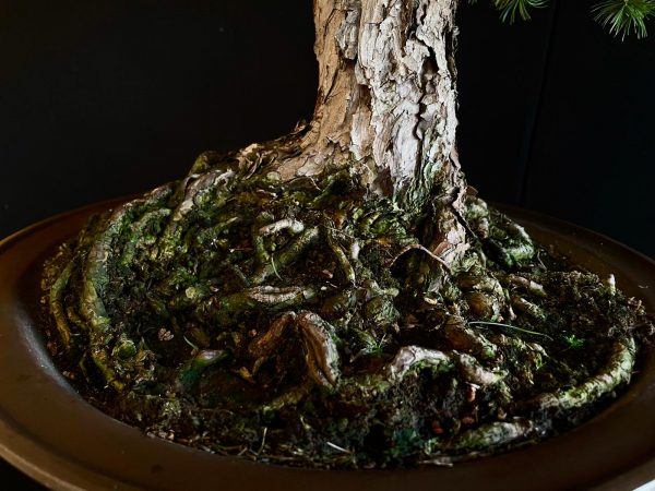 25I-IU-10 PINUS PENTAPHYLLA NASU