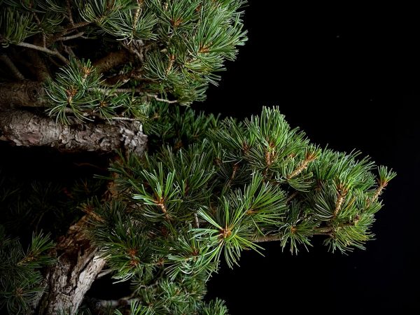 25I-IU-10 PINUS PENTAPHYLLA NASU