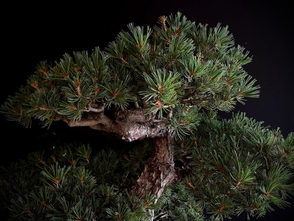 25I-IU-10 PINUS PENTAPHYLLA NASU