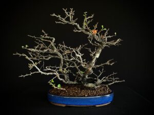 CHAENOMELES
