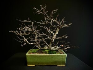 25I-IU-15 CHAENOMELES