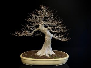 25I-IU-20 ACER BUERGERIANUM (1)
