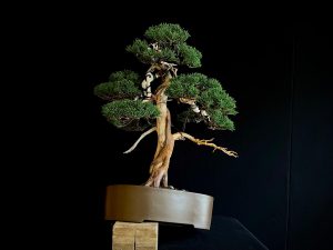 25I-IU-21 JUNIPERUS CHINENSIS ITOIWAGA