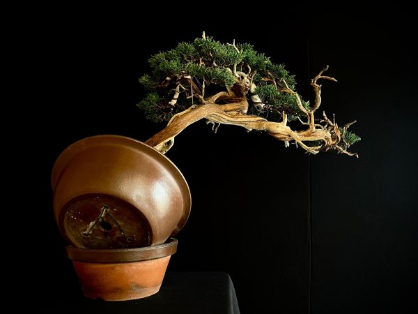25I-IU-22 JUNIPERUS CHINENSIS KISHU