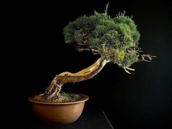 25I-IU-22 JUNIPERUS CHINENSIS KISHI