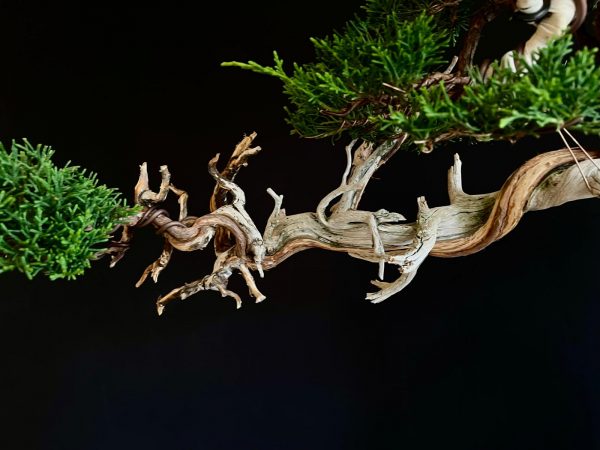 25I-IU-22 JUNIPERUS CHINENSIS KISHU