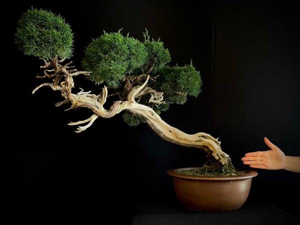 25I-IU-22 JUNIPERUS CHINENSIS KISHI