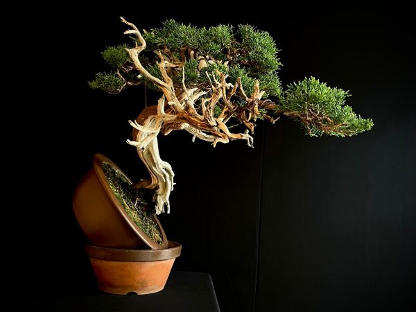 25I-IU-22 JUNIPERUS CHINENSIS KISHU